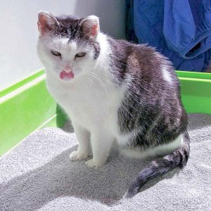 Kätzin Gerti / © 2016 Arche KaNaum (OS) Kätzin Gerti / © 2016 Arche KaNaum (OS)