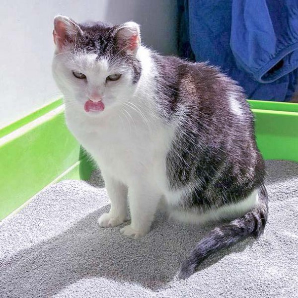 Kätzin Gerti / © 2016 Arche KaNaum (OS)