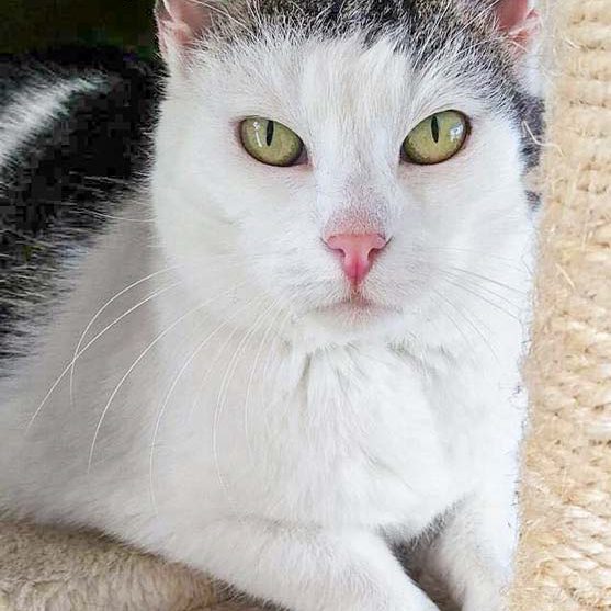 Kätzin Gerti / © 2016 Arche KaNaum (OS)