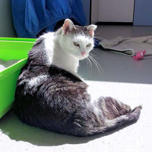 Kätzin Gerti / © 2016 Arche KaNaum (OS)