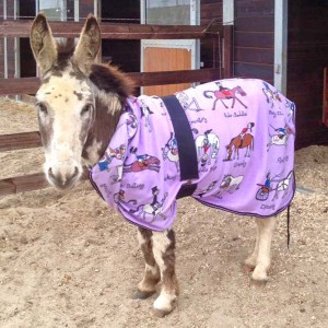 Esel Pablo / © 2016 Arche KaNaum (DN) Esel Pablo / © 2016 Arche KaNaum (DN)