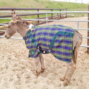 Eselstute Paola / © 2016 Arche KaNaum (DN) Eselstute Paola / © 2016 Arche KaNaum (DN)