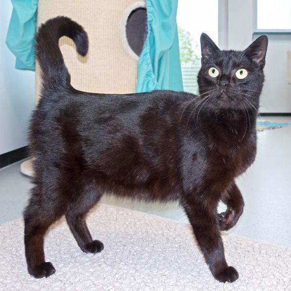 Kätzin Saphira / © 2016 Arche KaNaum (NH)