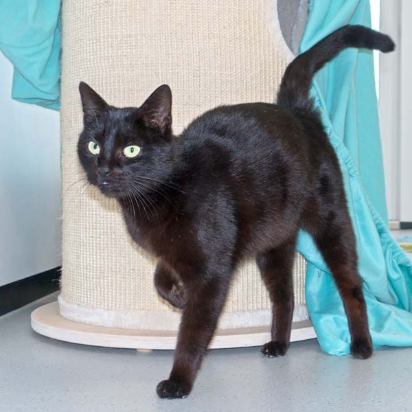 Kätzin Saphira / © 2016 Arche KaNaum (NH)