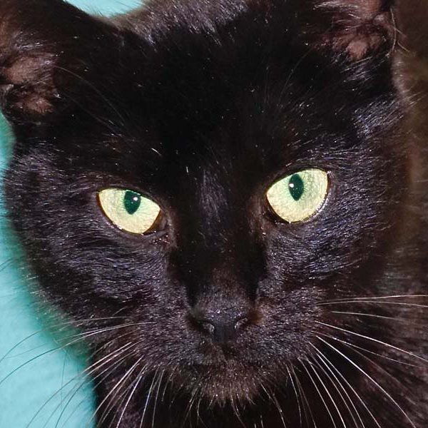 Kätzin Saphira / © 2016 Arche KaNaum (NH)