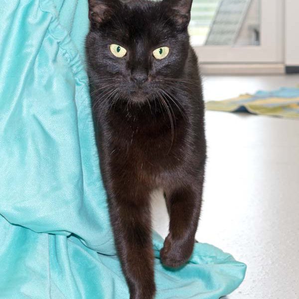 Kätzin Saphira / © 2016 Arche KaNaum (NH)