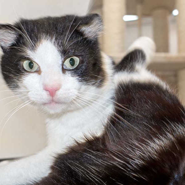 Kater Teddy  / © 2016 Arche KaNaum (NH) Kater Teddy / © 2016 Arche KaNaum (NH)