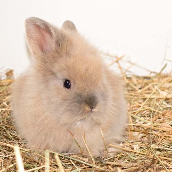 Kaninchenmädchen Thea / © 2016 Arche KaNaum (NH)