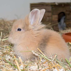 Kaninchenmädchen Thea / © 2016 Arche KaNaum (NH)