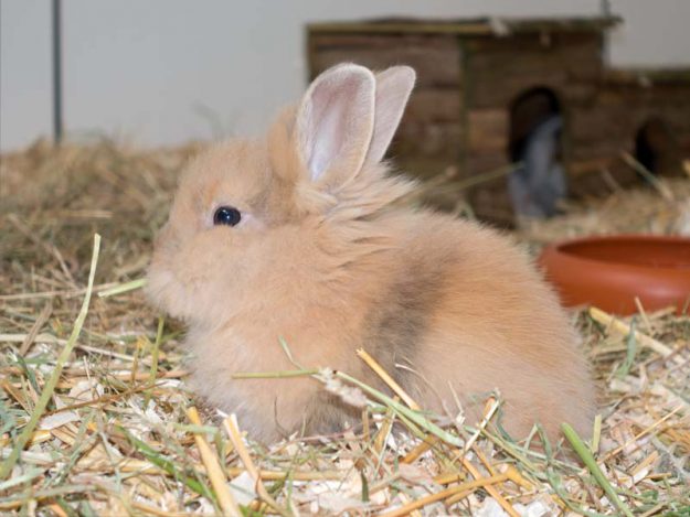 Kaninchenmädchen Thea / © 2016 Arche KaNaum (NH)