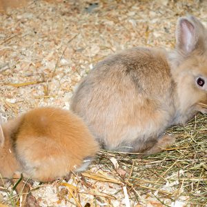 Kaninchendame Tilda (r.) mit Tochter Thea / © 2016 Arche KaNaum (NH)