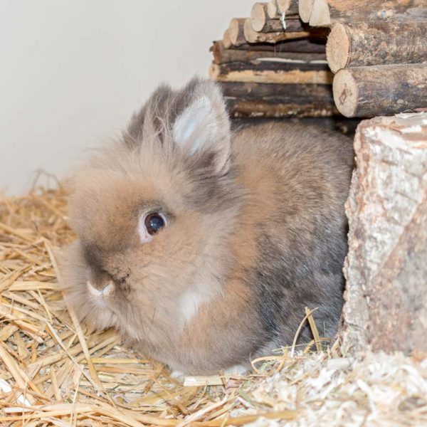 Kaninchenböckchen Theobald / © 2016 Arche KaNaum (NH)