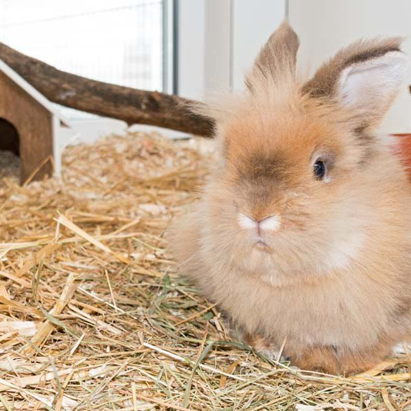 Kaninchenböckchen Theobald / © 2016 Arche KaNaum (NH)