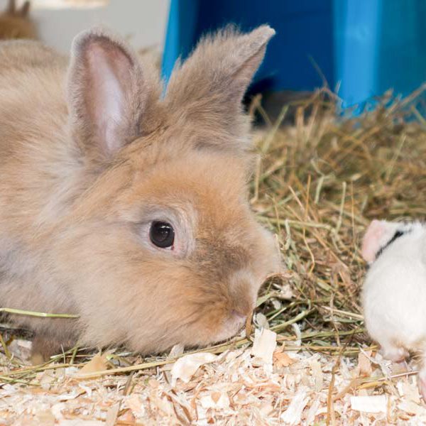 Kaninchendame Tilda und Baby-Meerschweinchen / © 2016 Arche KaNaum (NH)