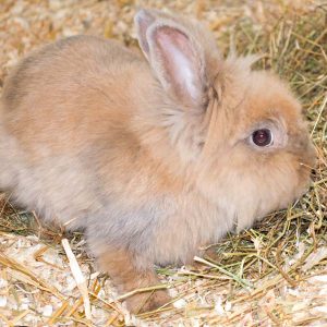 Kaninchendame Tilda / © 2016 Arche KaNaum (NH)