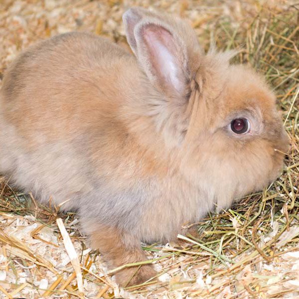 Kaninchendame Tilda / © 2016 Arche KaNaum (NH)