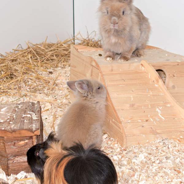 Kaninchendame Tilda (o.) mit Tochter Trinchen und Meerschweinchen  /Kaninchendame Tilda (o.) mit Sohn Trino (aka Trinchen) und Meerschweinchen  / © 2016 Arche KaNaum (NH) Kaninchendame Tilda (o.) mit Sohn Trino (aka Trinchen) und Meerschweinchen / © 2016 Arche KaNaum (NH)