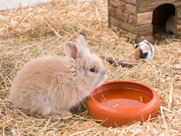 Kaninchenbock Trino (aka Trinchen) / © 2016 Arche KaNaum (NH)