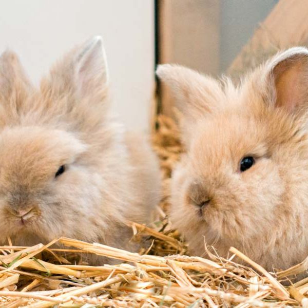 Kaninchengeschwister Tati (l.) und Timon  / © 2016 Arche KaNaum (NH) Kaninchengeschwister Tati (l.) und Timon / © 2016 Arche KaNaum (NH)