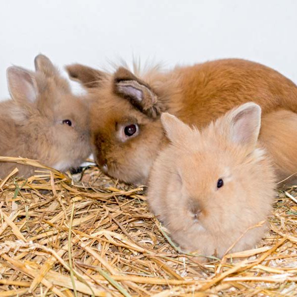 Kaninchenpapa Theobald (m.) mit seinen Söhnen Turbo (l.) und Timon / © 2016 Arche KaNaum (NH) Kaninchenpapa Theobald (m.) mit seinen Söhnen Turbo (l.) und Timon / © 2016 Arche KaNaum (NH)