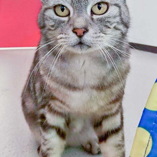 Kätzin Checky / © 2016 Arche KaNaum (DN) Kätzin Checky / © 2016 Arche KaNaum (DN)