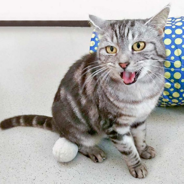 Kätzin Checky / © 2016 Arche KaNaum (DN) Kätzin Checky / © 2016 Arche KaNaum (DN)