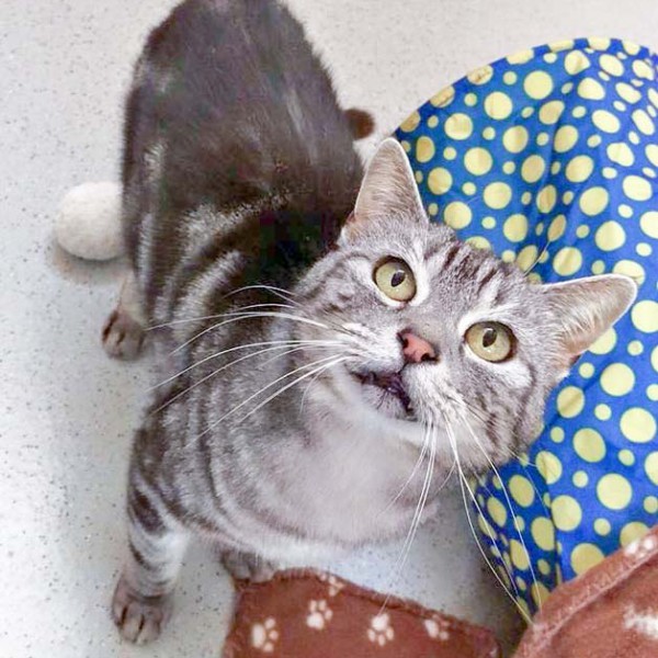 Kätzin Checky / © 2016 Arche KaNaum (DN) Kätzin Checky / © 2016 Arche KaNaum (DN)