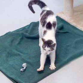 Kater Jerry / © 2016 Arche KaNaum (DN)