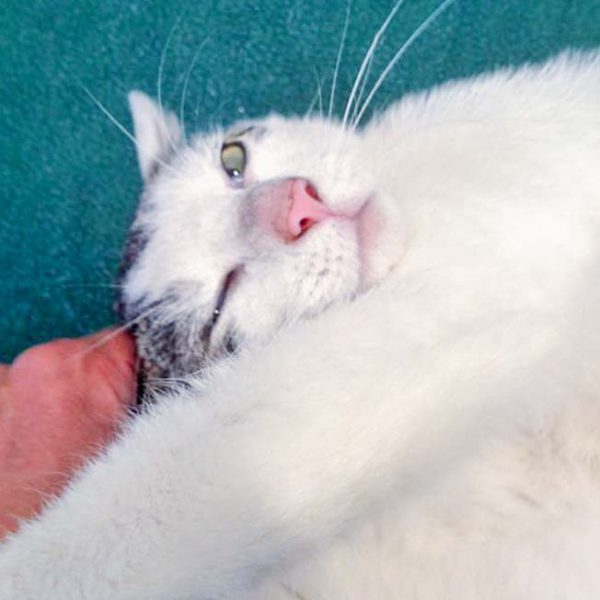 Kater Jerry / © 2016 Arche KaNaum (DN)