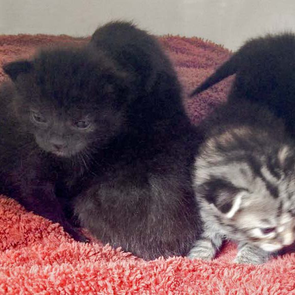 Die Babies von Kätzin Saphira  / © 2016 Arche KaNaum (DN) Die Babies von Kätzin Saphira / © 2016 Arche KaNaum (DN)