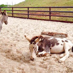 Esel Pablo (r.) und Paola / © 2016 Arche KaNaum (DN) Esel Pablo (r.) und Paola / © 2016 Arche KaNaum (DN)