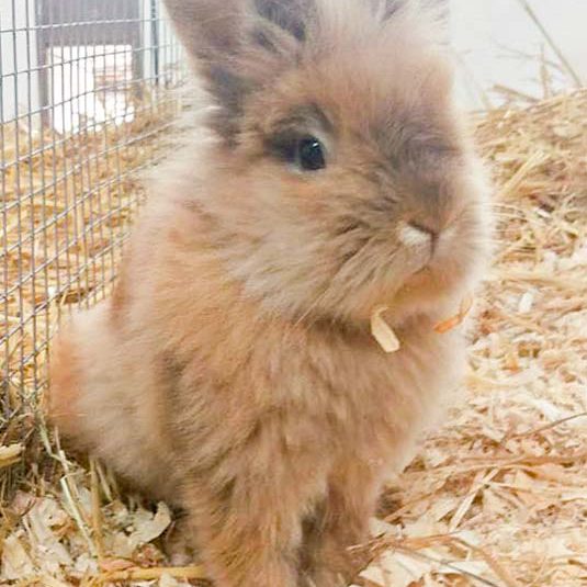 Kaninchenböckchen Theobald / © 2016 Arche KaNaum (DN)