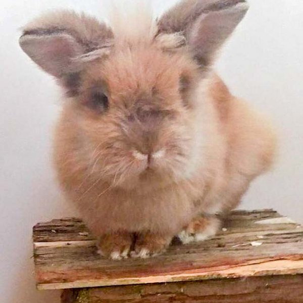 Kaninchenböckchen Theobald / © 2016 Arche KaNaum (DN)