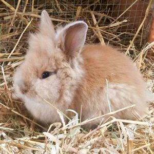 Kaninchenböckchen Timon / © 2016 Arche KaNaum (DN)