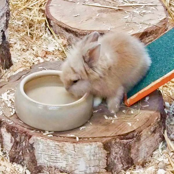 Kaninchenmädchen Tati  / © 2016 Arche KaNaum (DN) Kaninchenmädchen Tati / © 2016 Arche KaNaum (DN)