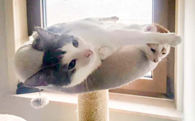 Kater Moses (l.) und Kumpel im neuen Zuhause / © 25.05.'16 Privat