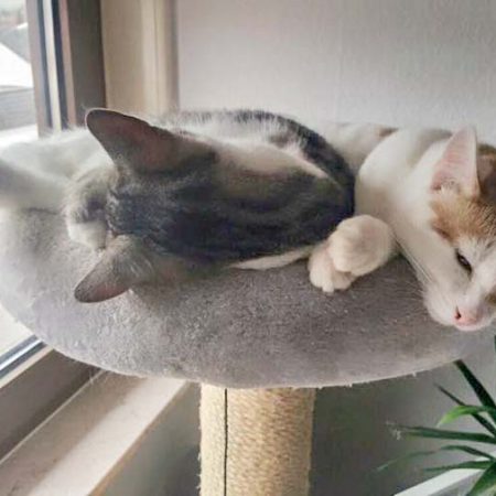 Kater Moses (l.) und Kumpel im neuen Zuhause / © 25.05.'16 Privat