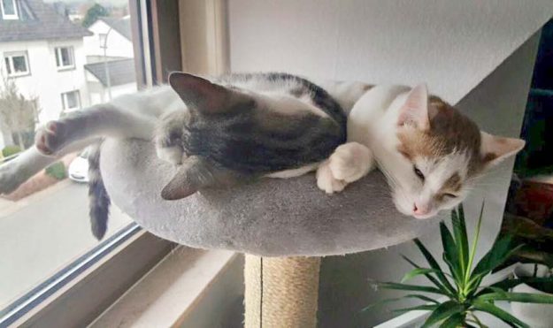 Kater Moses (l.) und Kumpel im neuen Zuhause / © 25.05.'16 Privat