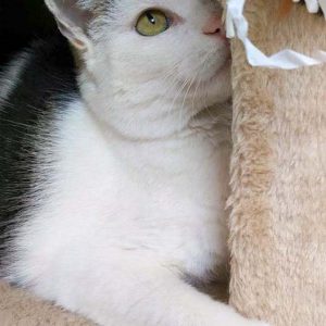 Kätzin Gerti / © 2016 Arche KaNaum (OS) Kätzin Gerti / © 2016 Arche KaNaum (OS)