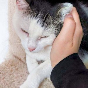 Kätzin Gerti / © 2016 Arche KaNaum (OS) Kätzin Gerti / © 2016 Arche KaNaum (OS)