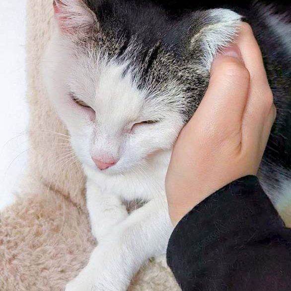 Kätzin Gerti / © 2016 Arche KaNaum (OS)