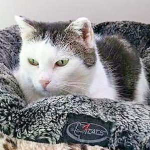 Kätzin Gerti / © 2016 Arche KaNaum (OS)