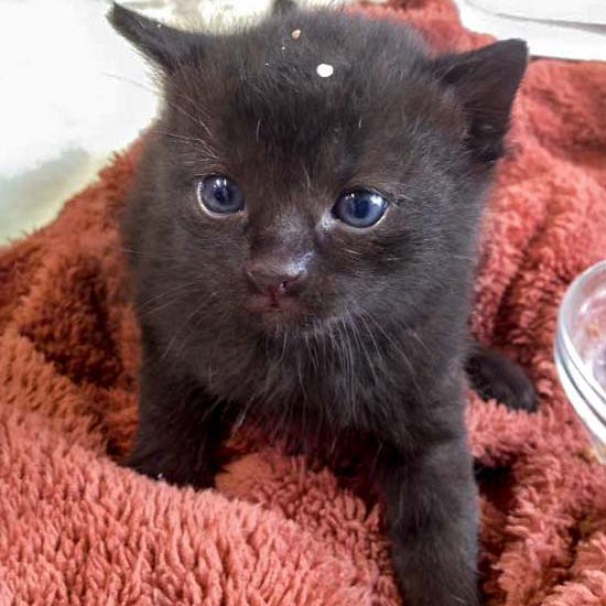 Die kleine Kätzin Baghira beim Futtern / © 2016 Arche KaNaum (DN)