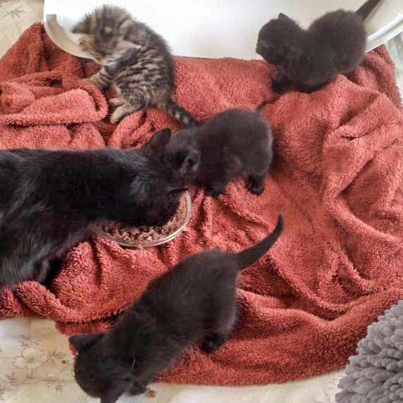 Kätzin Saphira und ihre Babies beim gemeinsamen Futtern  / © 2016 Arche KaNaum (DN) Kätzin Saphira und ihre Babies beim gemeinsamen Futtern / © 2016 Arche KaNaum (DN)