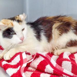 Kätzin Raja / © 2016 Arche KaNaum (DN) Kätzin Raja / © 2016 Arche KaNaum (DN)