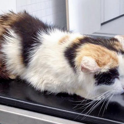 Kätzin Raja / © 2016 Arche KaNaum (DN)