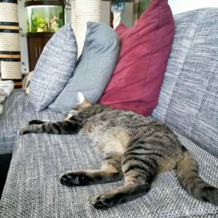 Kater Grisu im neuen Zuhause / © 31.05.'16 Privat