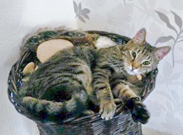 Kater Grisu im neuen Zuhause / © 31.05.'16 Privat