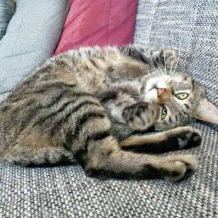 Kater Grisu im neuen Zuhause / © 31.05.'16 Privat