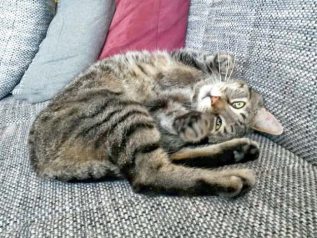 Kater Grisu im neuen Zuhause / © 31.05.'16 Privat